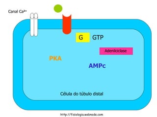GTP AMPc PKA Canal Ca 2+ http://fisiologia.webnode.com Célula do túbulo distal G Adenilciclase 
