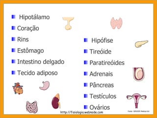 Hipotálamo Coração Rins Estômago Intestino delgado Tecido adiposo Hipófise Tireóide Paratireóides Adrenais Pâncreas Testículos Ovários http://fisiologia.webnode.com Fonte: SERVIER Medical Art 