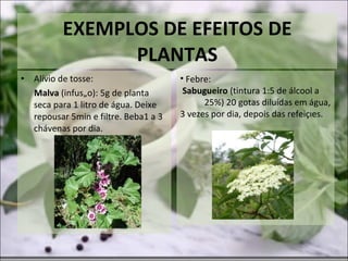 EXEMPLOS DE EFEITOS DE PLANTAS Alívio de tosse:  Malva  (infusão): 5g de planta seca para 1 litro de água. Deixe repousar 5min e filtre. Beba1 a 3 chávenas por dia. Febre:  Sabugueiro  (tintura 1:5 de álcool a  25%) 20 gotas diluídas em água, 3 vezes por dia, depois das refeições. 