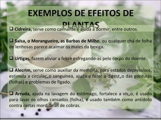 EXEMPLOS DE EFEITOS DE PLANTAS Cidreira,  serve como calmante e ajuda a dormir, entre outros. Salsa, o Morangueiro, as Barbas de Milho , ou qualquer chá de folha de lenhosas parece acalmar os males da bexiga. Urtigas,  fazem aliviar a febre esfregando-as pelo corpo do doente. Alecrim,  serve como auxiliar da memória, para estados depressivos, estimula a circulação sanguínea, ajuda a fazer a digestão das gorduras (folhas) e problemas de fígado. Arruda,  ajuda na lavagem do estômago, fortalece a visão, é usado para lavar os olhos cansados (folha), é usado também como antídoto contra certas mordidelas de cobras. 