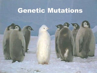 Genetic Mutations 