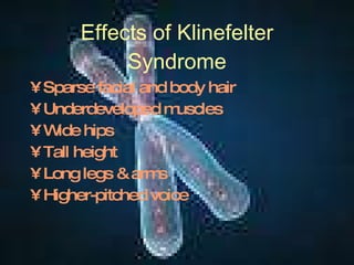 Effects of Klinefelter Syndrome Sparse facial and body hair Underdeveloped muscles Wide hips Tall height Long legs & arms Higher-pitched voice 