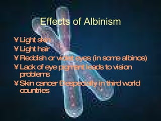 Effects of Albinism Light skin Light hair Reddish or violet eyes (in some albinos) Lack of eye pigment leads to vision problems Skin cancer – especially in third world countries 