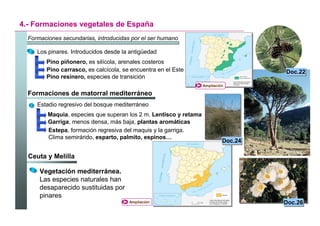 GEOGRAFÍA
                                                                                  TEMA 4

4.- Formaciones vegetales de España
  Formaciones secundarias, introducidas por el ser humano

     Los pinares. Introducidos desde la antigüedad
        Pino piñonero, es silícola, arenales costeros
        Pino carrasco, es calcícola, se encuentra en el Este                                Doc.22
                                                                                            Doc.22
        Pino resinero, especies de transición
                                                                   Ampliación

  Formaciones de matorral mediterráneo
     Estadio regresivo del bosque mediterráneo
         Maquia, especies que superan los 2 m. Lentisco y retama
         Garriga, menos densa, más baja, plantas aromáticas
         Estepa, formación regresiva del maquis y la garriga.
         Clima semirárido, esparto, palmito, espinos…
                                                                            Doc.24
                                                                            Doc.24

  Ceuta y Melilla

      Vegetación mediterránea.
      Las especies naturales han
      desaparecido sustituidas por
      pinares
                                       Ampliación                                           Doc.26
                                                                                            Doc.26

                                                                                      Santillana
 