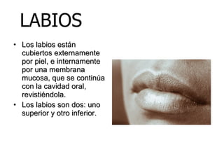 Labios Boca Histologia de la cavidad bucal | PPT