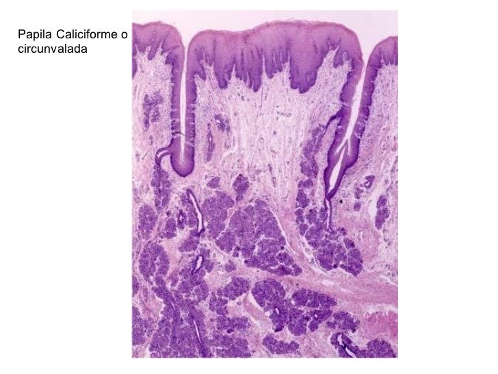 Histologia de la cavidad bucal