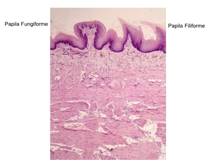 Histologia de la cavidad bucal