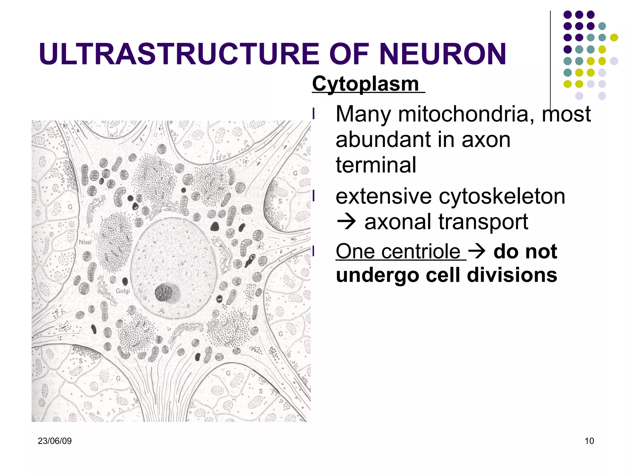 ULTRASTRUCTURE OF NEURON Cytoplasm   M any mitochondria,  most abundant in axon terminal extensive cytoskeleton     axonal transport One centriole     do not undergo cell divisions 23/06/09 