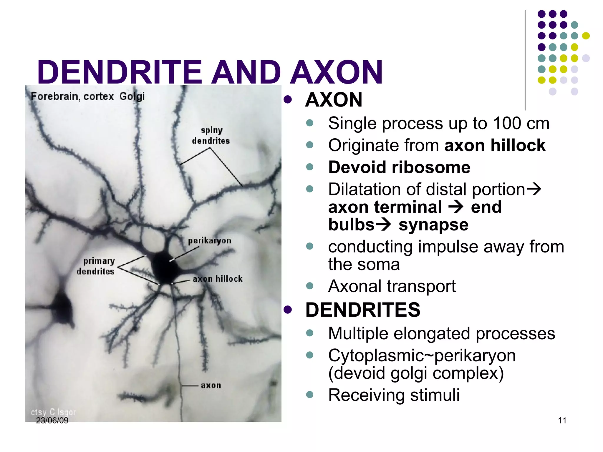DENDRITE AND AXON AXON Single process  u p to 100 cm  Originate from  axon hillock Devoid ribosome Dilatation of  distal portion    axon terminal    end bulbs   synapse conducting impulse  away from the soma Axonal transport DENDRITES Multiple elongated processes Cytoplasmic~perikaryon (devoid golgi complex) Receiving stimuli  23/06/09 