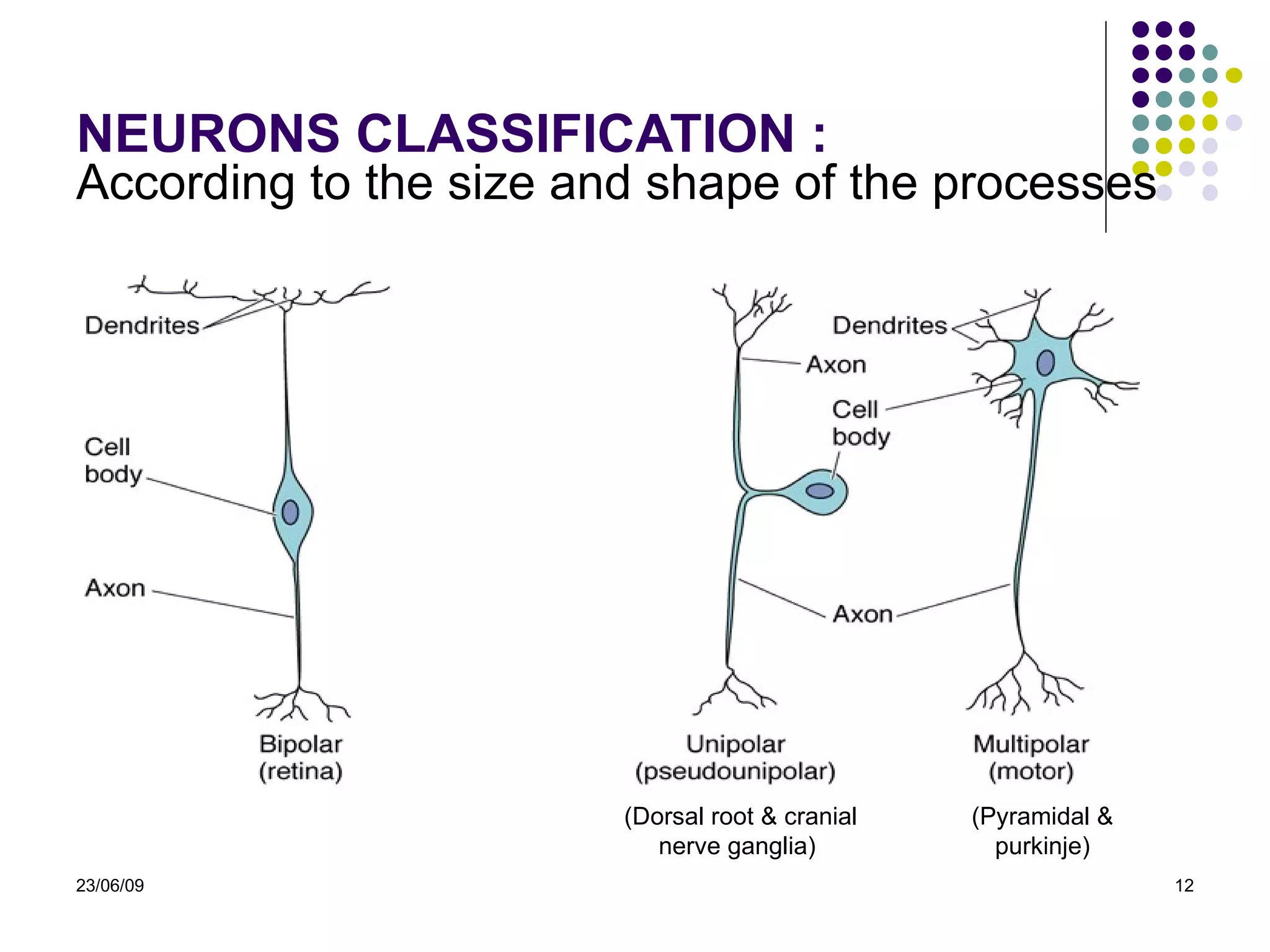 NEURONS CLASSIFICATION : According to the size and shape of the processes  (Dorsal root & cranial nerve ganglia)  (Pyramidal & purkinje) 23/06/09 
