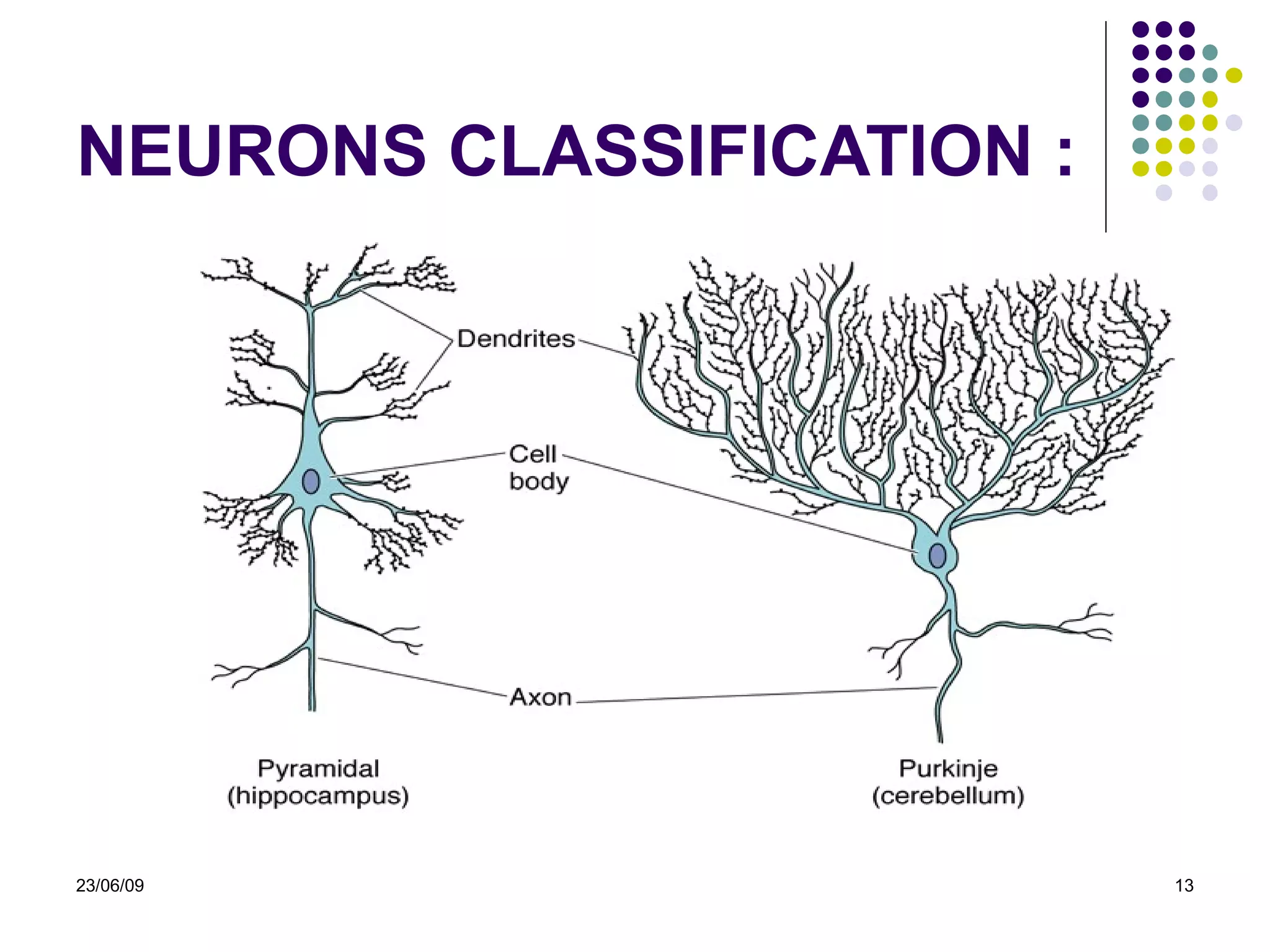 NEURONS CLASSIFICATION : 23/06/09 