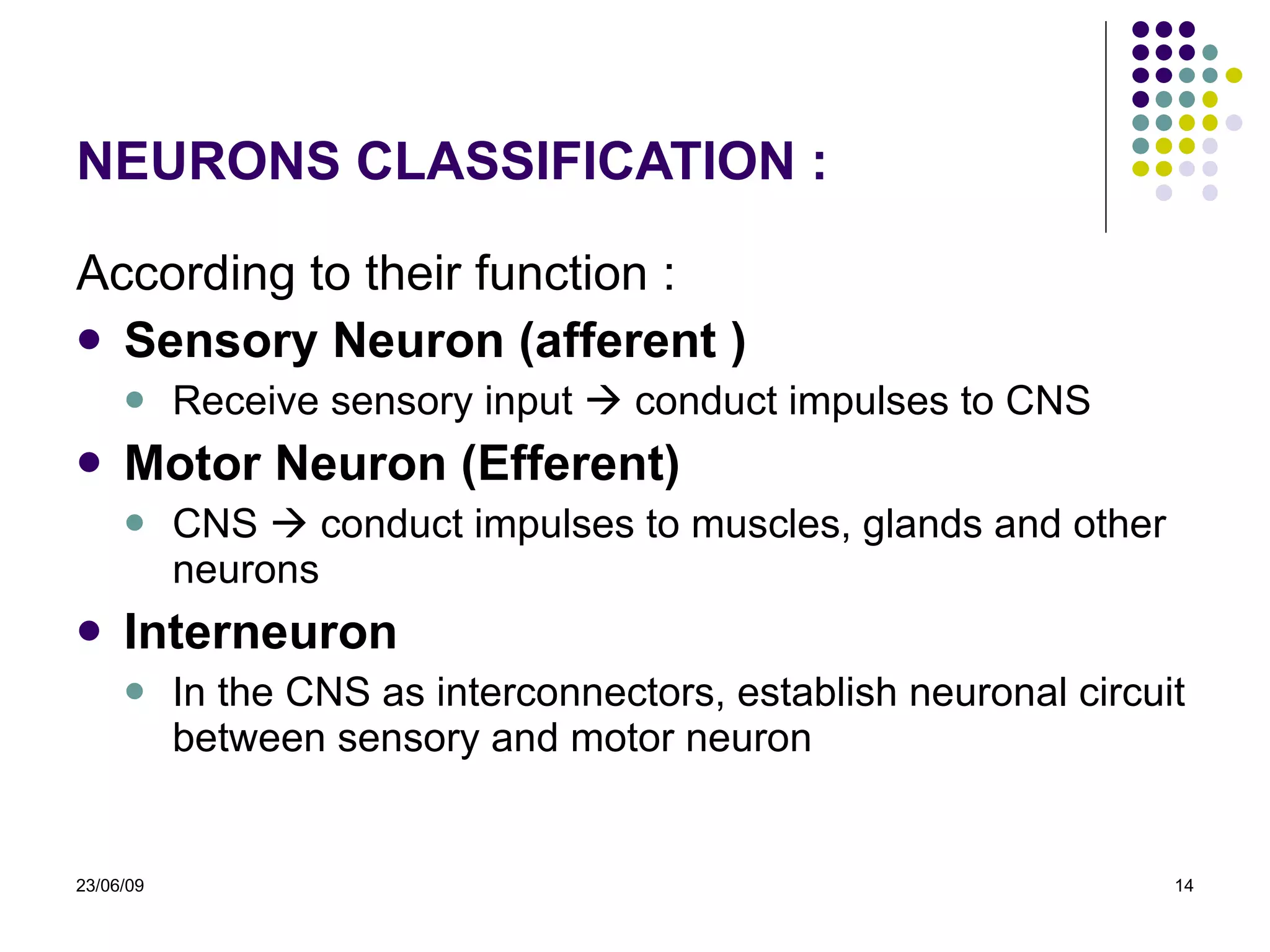 NEURONS CLASSIFICATION : According to their function : Sensory Neuron (afferent ) Receive sensory input    conduct impulses to CNS Motor Neuron (Efferent) CNS    conduct impulses to muscles, glands and other neurons Interneuron In the CNS as interconnectors, establish neuronal circuit between sensory and motor neuron  23/06/09 