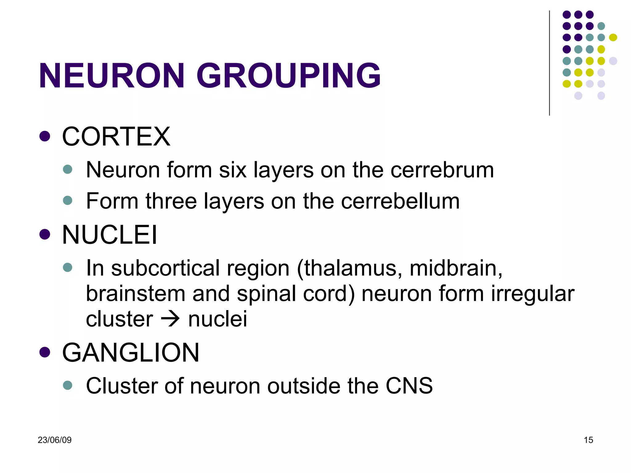 NEURON GROUPING CORTEX Neuron form six layers on the cerrebrum Form three layers on the cerrebellum NUCLEI In subcortical region (thalamus, midbrain, brainstem and spinal cord) neuron form irregular cluster    nuclei GANGLION Cluster of neuron outside the CNS 23/06/09 