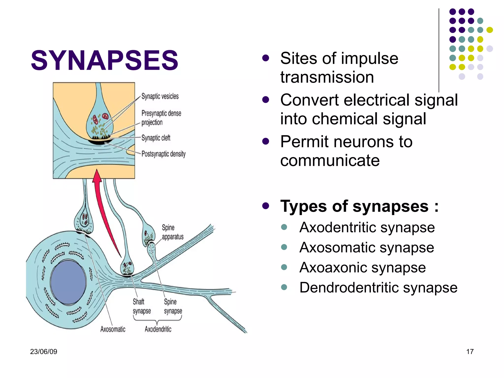SYNAPS ES Sites of impulse transmission Convert electrical signal into chemical signal Permit neurons to communicate Types of synapses : Axodentritic synapse Axosomatic synapse Axoaxonic synapse Dendrodentritic synapse 23/06/09 