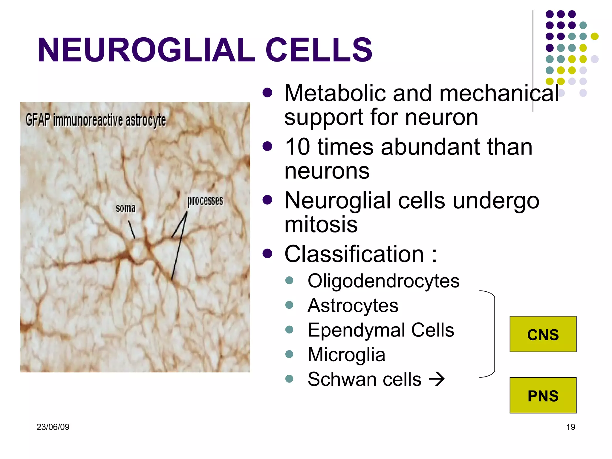 NEURO GLIAL CELLS Metabolic  and  mechanical  support   for  neuron 10 times abundant than neurons Neuroglial cells undergo mitosis Classification : Oligodendrocytes Astrocytes Ependymal Cells Microglia Schwan cells   CNS PNS 23/06/09 
