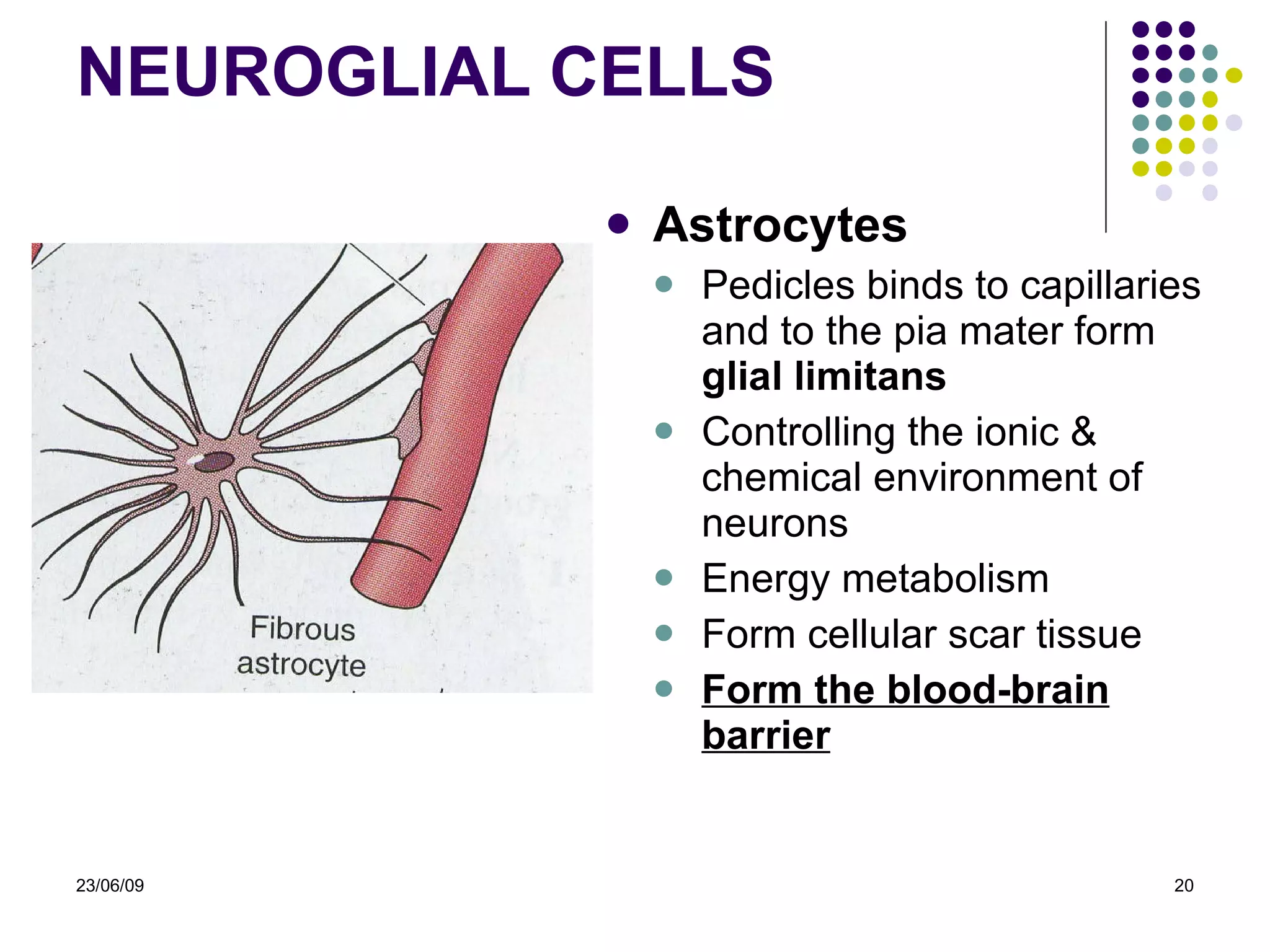 NEURO GLIAL CELLS Astrocytes Pedicles binds  to capillaries and to the pia mater  form  glial limitans Controlling the ionic  &  chemical env ironment  of neurons Energy metabolism Form cellular scar tissue Form the blood-brain barrier   23/06/09 