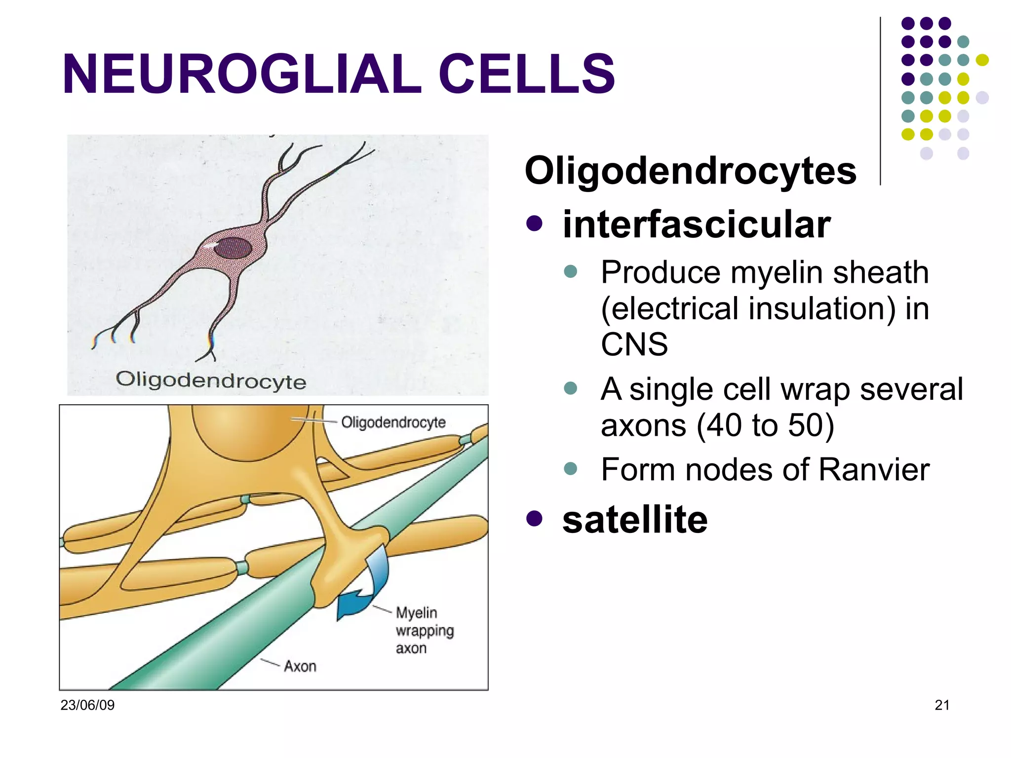 NEURO GLIAL CELLS Oligodendrocytes interfascicular Produce myelin sheath (electrical insulation) in CNS A single cell wrap several axons (40 to 50) Form nodes of Ranvier satellite 23/06/09 