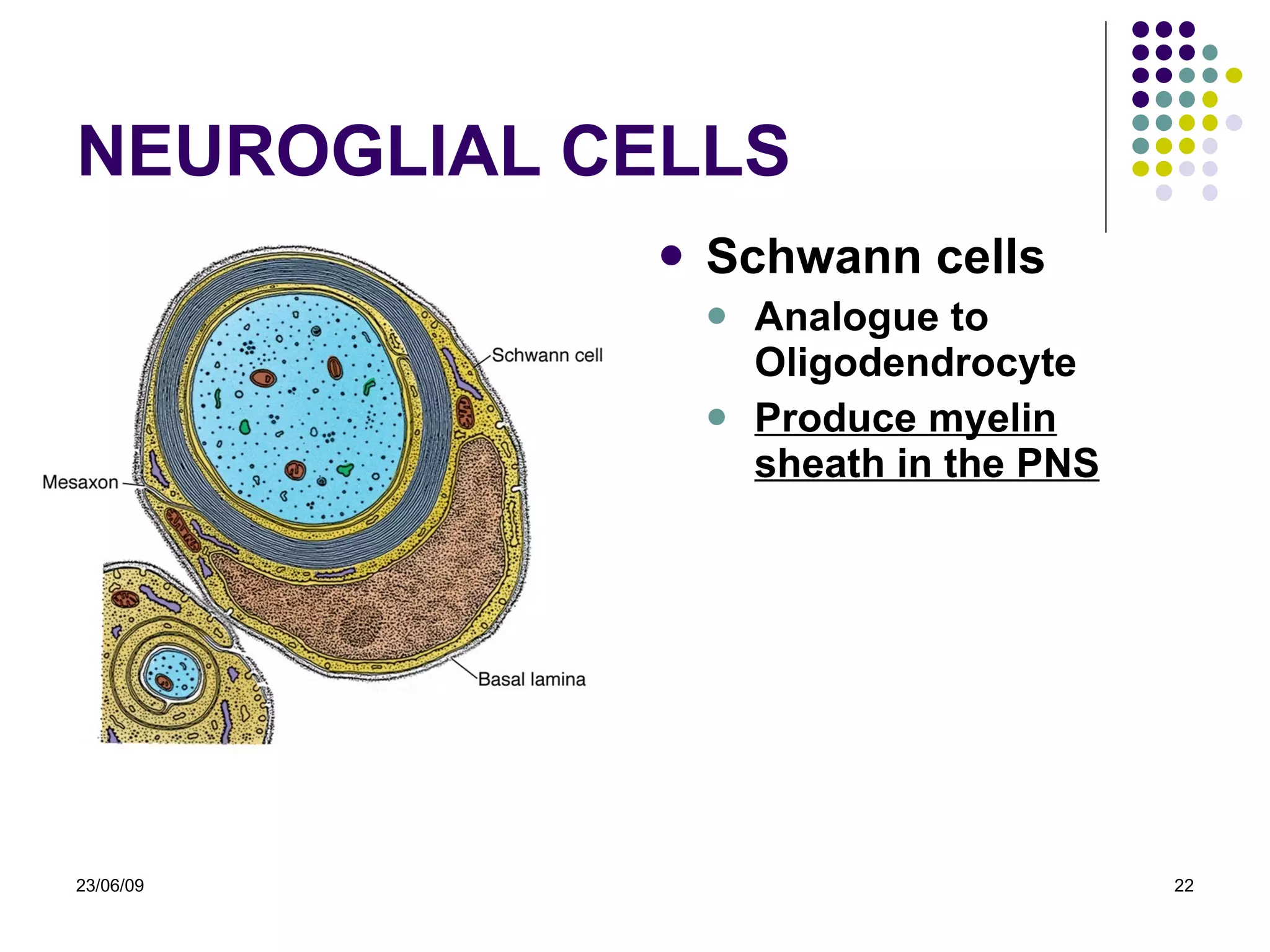 NEURO GLIAL CELLS Schwann cells Analogue  to Oligodendrocyte Produce myelin sheath in the PN S 23/06/09 