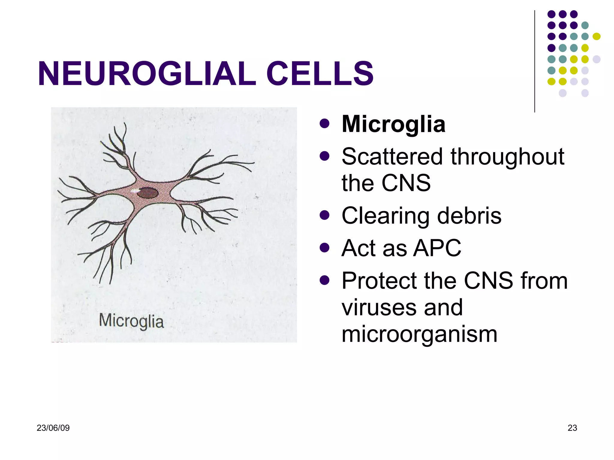 NEURO GLIAL CELLS Microglia Scattered throughout the CNS Clearing debris Act as APC Protect the CNS from viruses and microorganism 23/06/09 