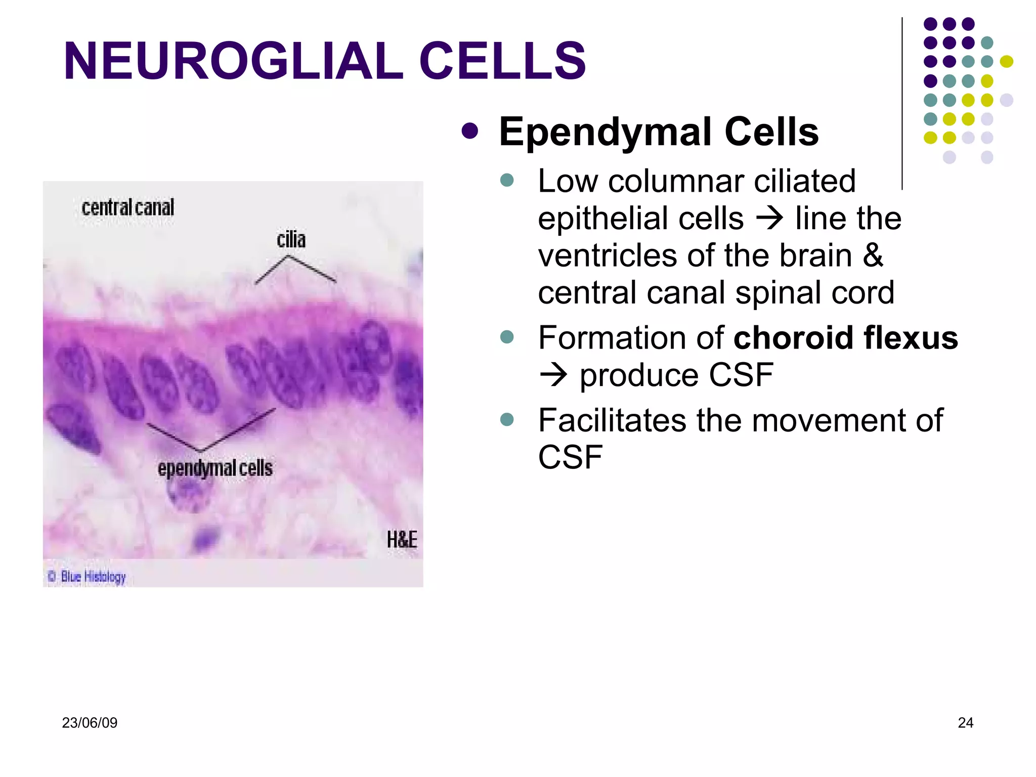 NEURO GLIAL CELLS Ependymal Cells Low columnar ciliated epithelial cells    line the  ventricles of the brain & central canal spinal cord Formation of  choroid flexus    produce CSF Facilitates the movement of CSF 23/06/09 