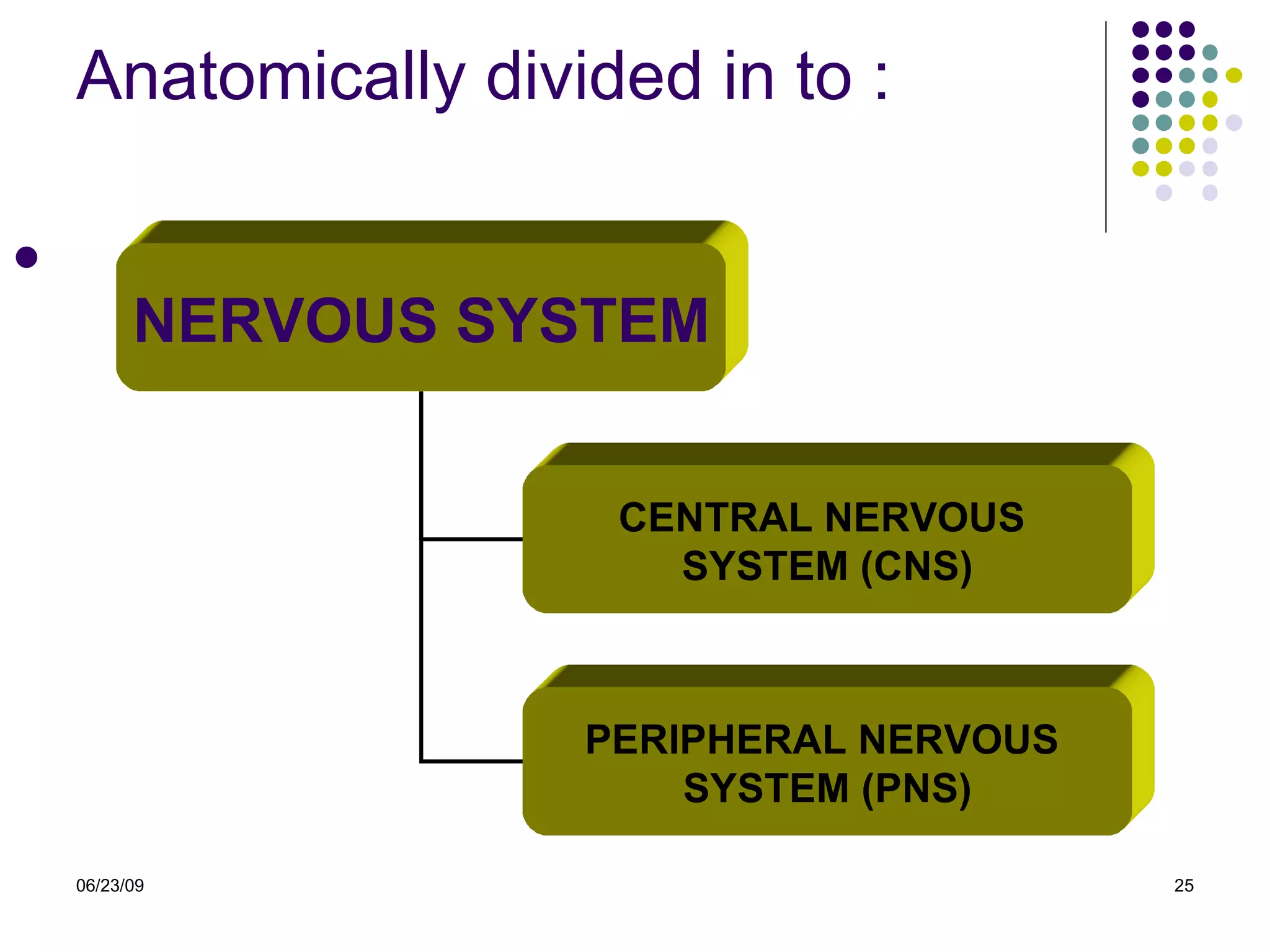 Anatomically divided in to : 06/23/09 NERVOUS SYSTEM CENTRAL NERVOUS  SYSTEM (CNS) PERIPHERAL NERVOUS  SYSTEM (PNS) 
