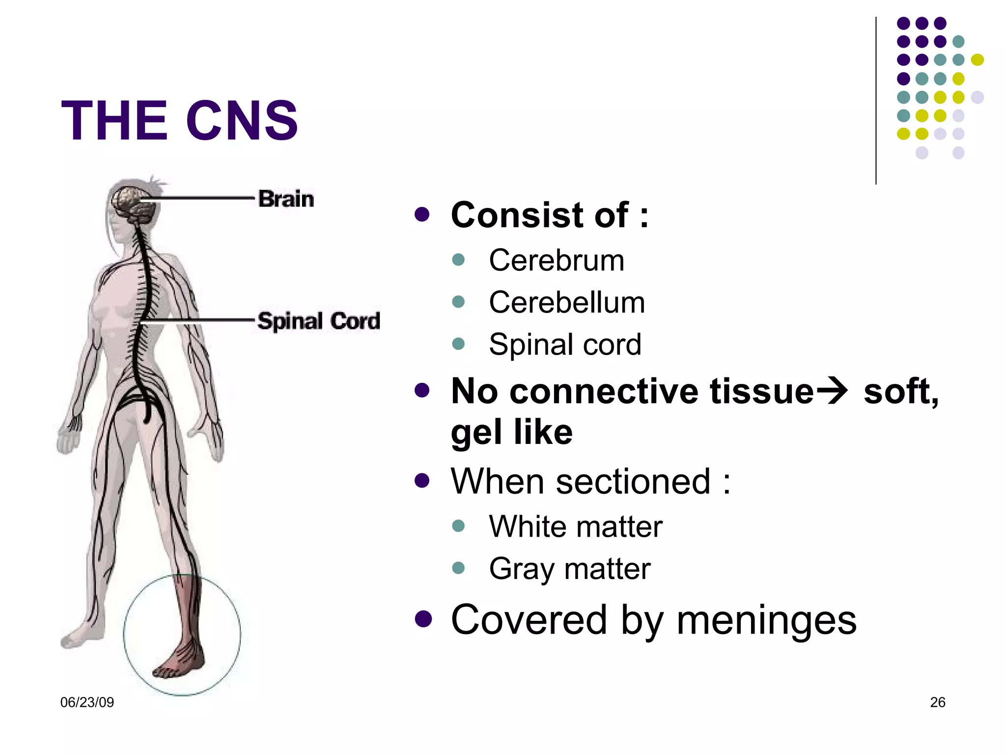 THE CNS Consist of : Cerebrum Cerebellum Spinal cord No connective tissue   soft, gel like When sectioned : White matter Gray matter Covered by meninges 06/23/09 