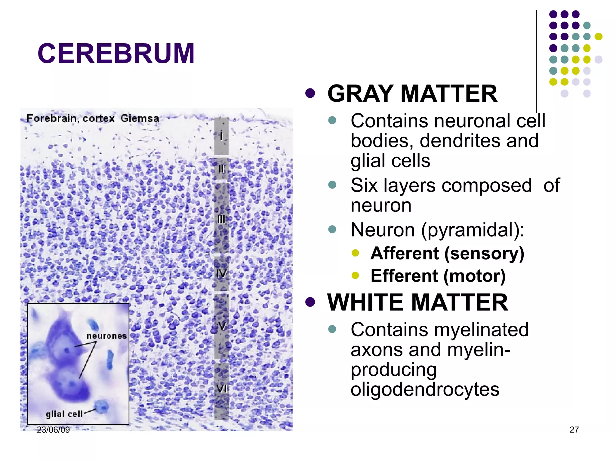 CEREBRUM GRAY MATTER Contains neuronal cell bodies, dendrites and glial cells Six layers composed  of neuron Neuron  (pyramidal) : Afferent (sensory) Efferent (motor) WHITE MATTER Contains myelinated axons and myelin-producing oligodendrocytes  23/06/09 