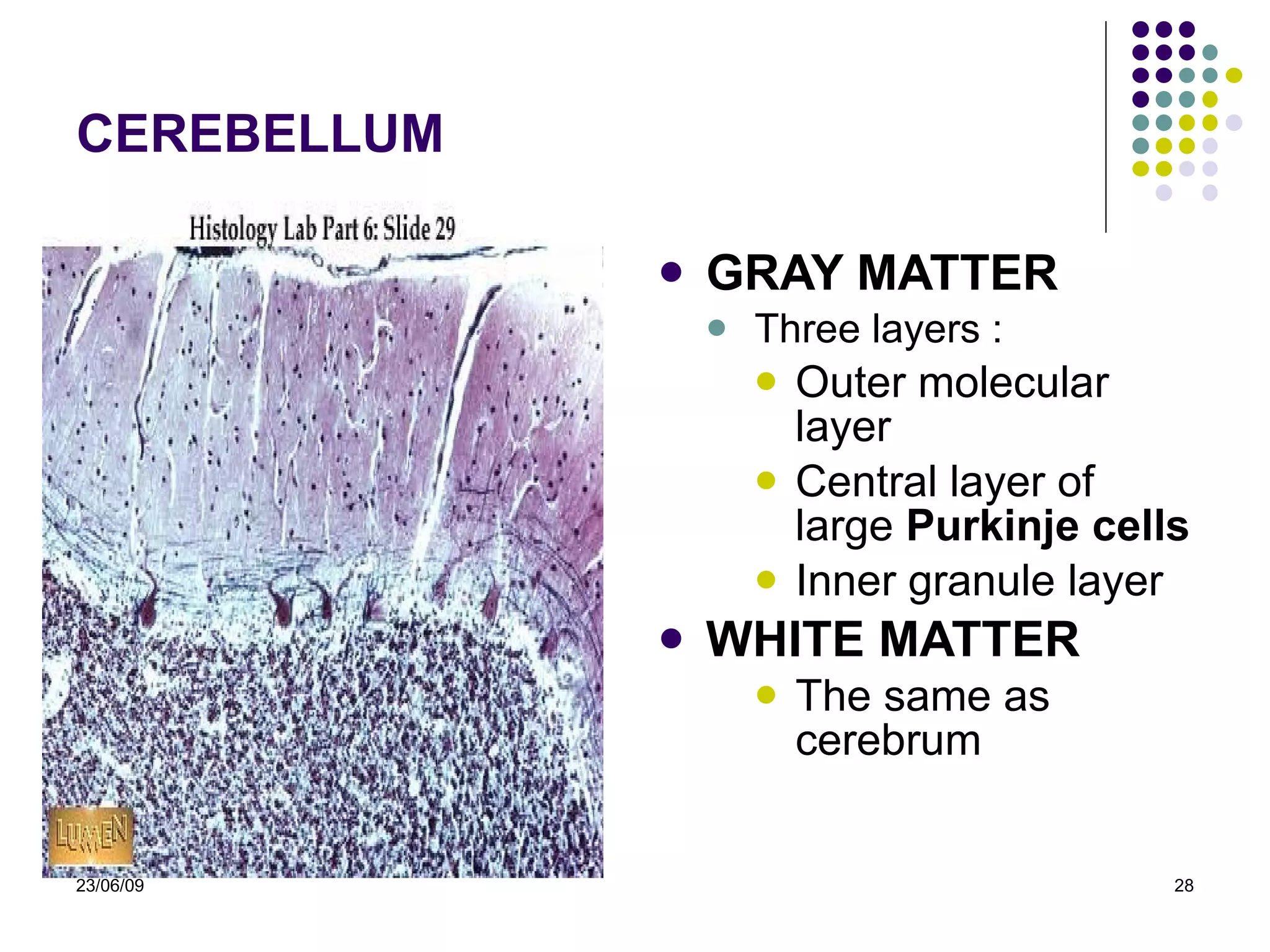 CEREBELLUM GRAY MATTER Three layers : Outer molecular layer Central layer of large  Purkinje cells Inner granule layer WHITE MATTER The same as cerebrum   23/06/09 