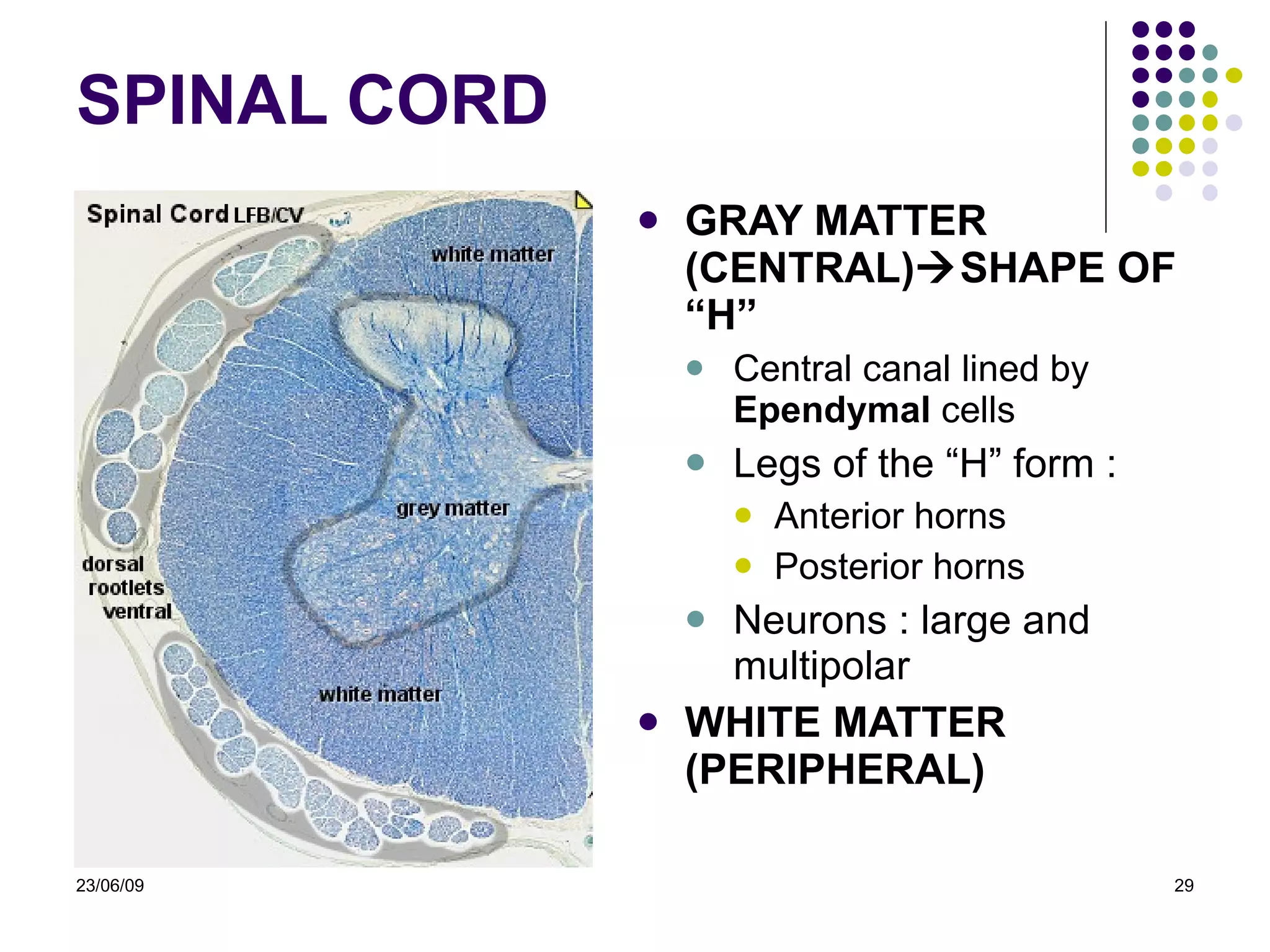 SPINAL CORD GRAY MATTER (CENTRAL)  SHAPE OF “H” Central canal lined by  Ependymal  cells Legs of the “H” form : Anterior horns Posterior horns Neurons : large and multipolar WHITE MATTER (PERIPHERAL) 23/06/09 