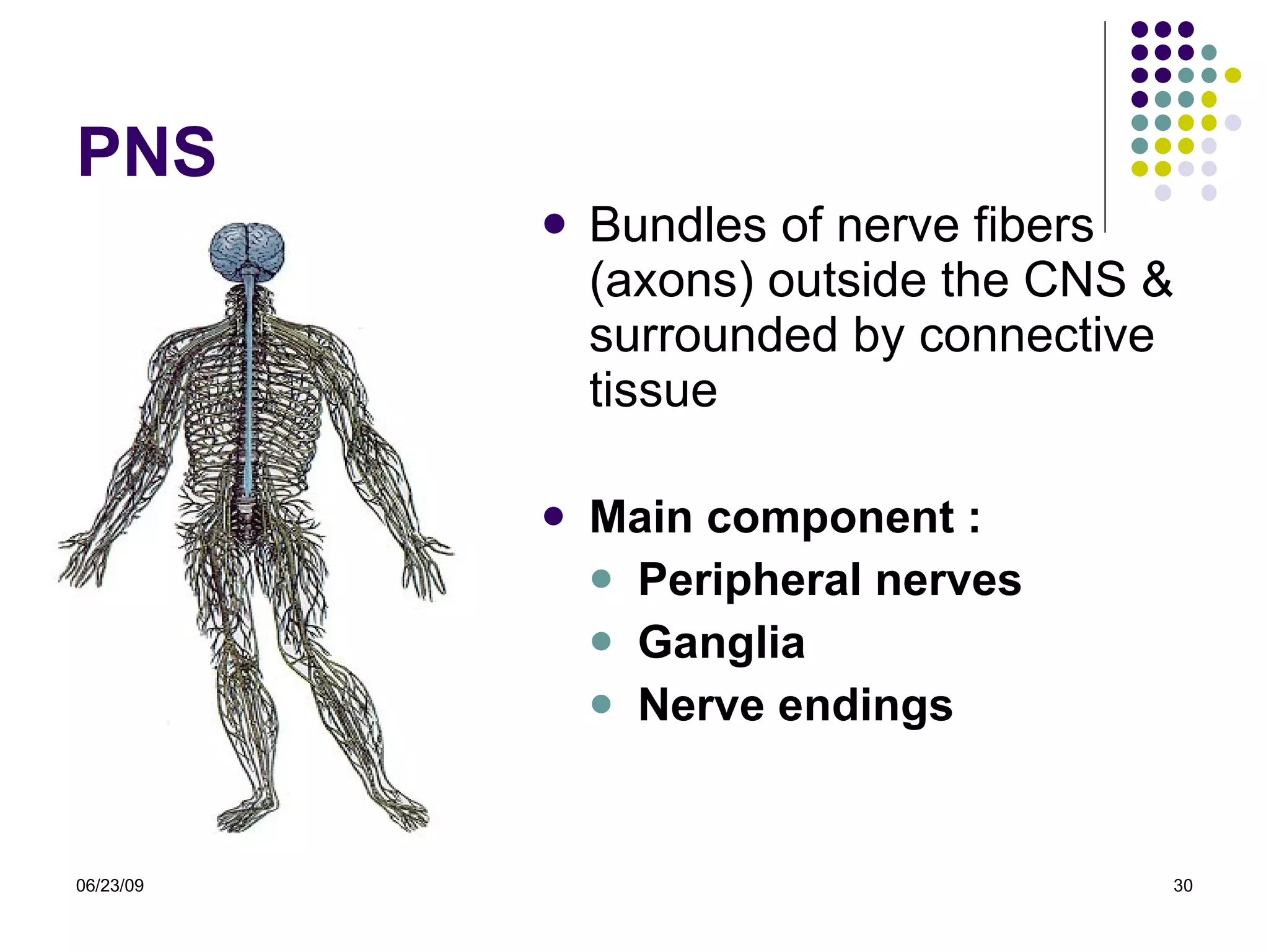 PNS Bundles of nerve fibers (axons) outside the CNS & surrounded by connective tissue Main component : Peripheral nerves Ganglia Nerve endings 06/23/09 