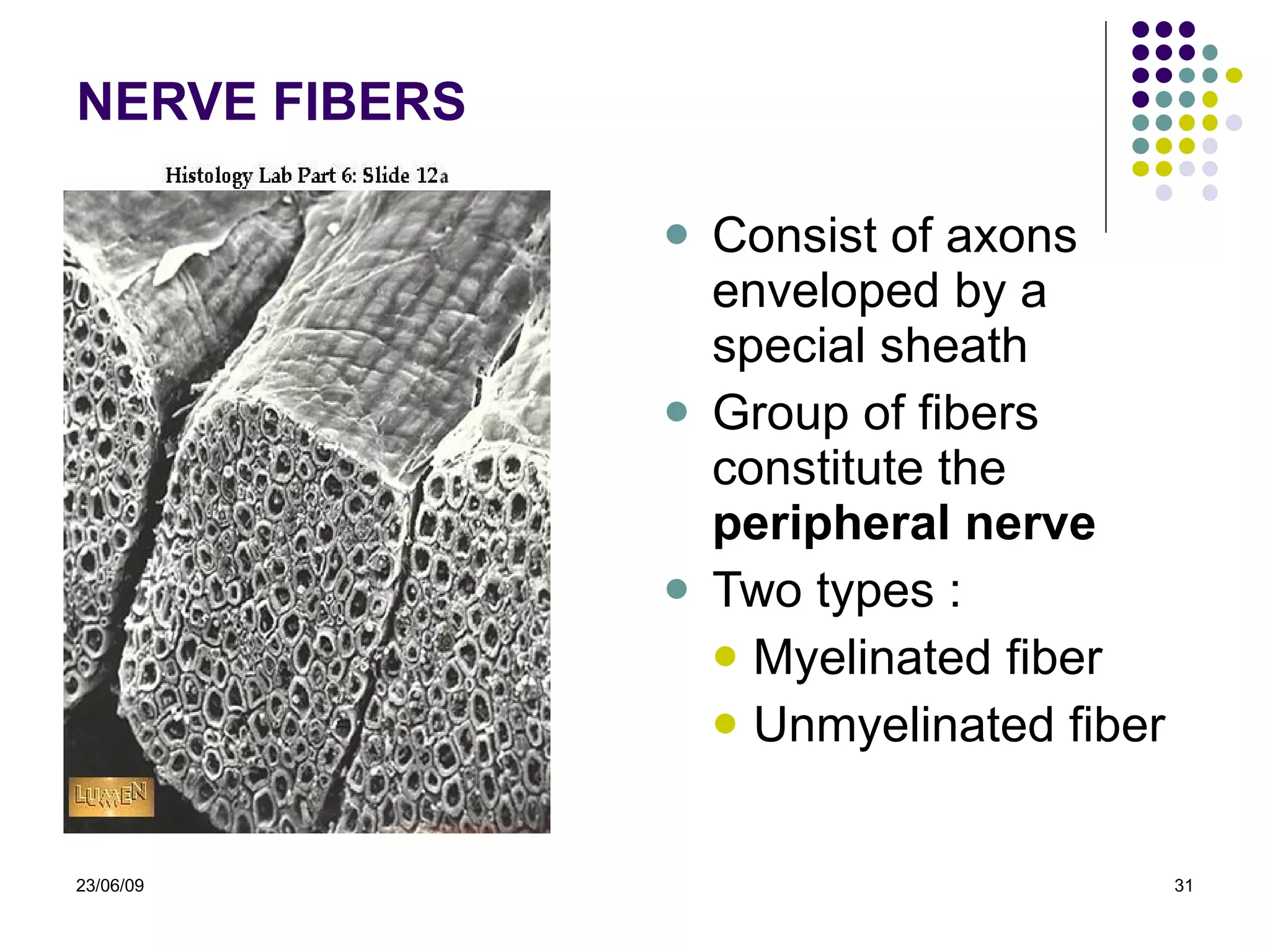 NERVE FIBERS Consist of axons enveloped by a special sheath Group of fibers constitute the  peripheral nerve Two types : Myelinated fiber Unmyelinated fiber 23/06/09 