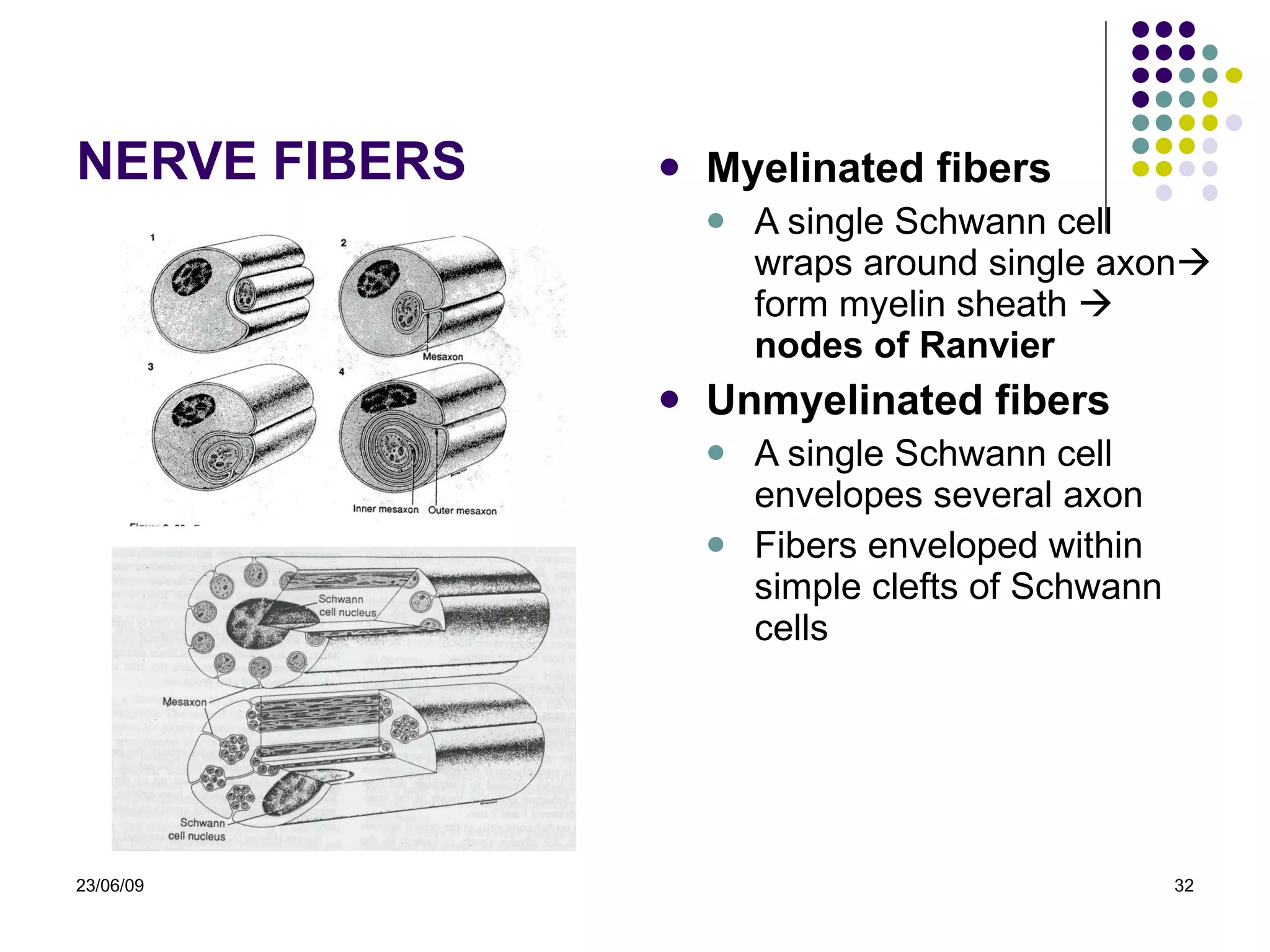 NERVE FIBERS Myelinated fibers A single  Schwann cell wraps around  single  axon   form myelin  sheath     nodes of Ranvier Unmyelinated fibers A single Schwann cell envelopes several axon Fibers enveloped within simple clefts of Schwann cells 23/06/09 
