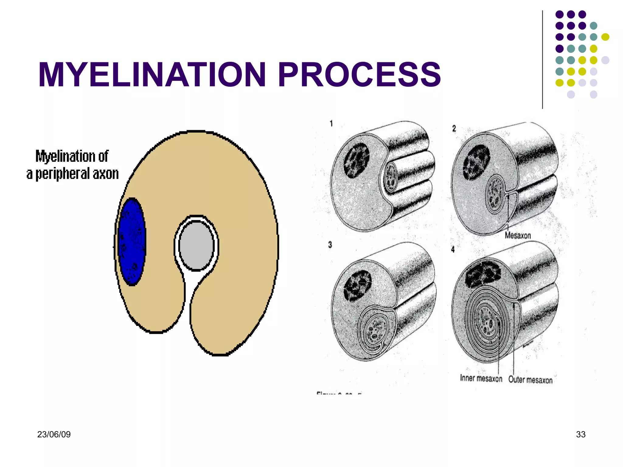 MYELINATION PROCESS 23/06/09 
