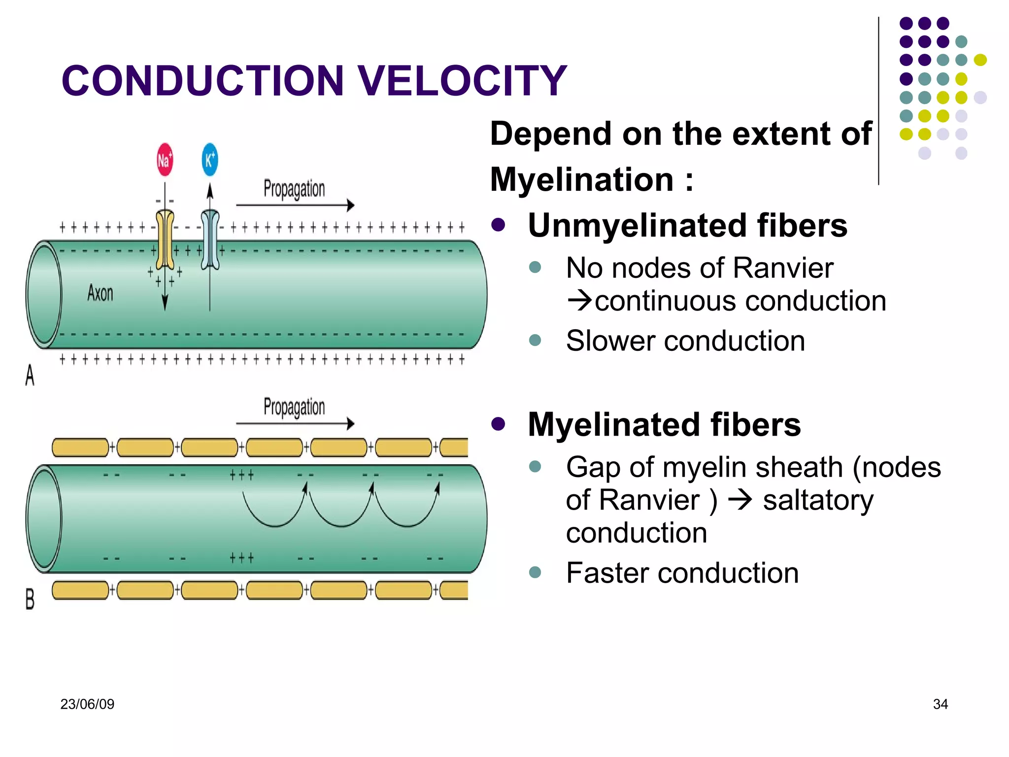CONDUCTION VELOCITY Depend on the extent of  Myelination : Unmyelinated fibers No nodes of Ranvier   continuous conduction Slower conduction Myelinated fibers Gap of myelin sheath  ( nodes of Ranvier  )    saltatory conduction Faster conduction 23/06/09 