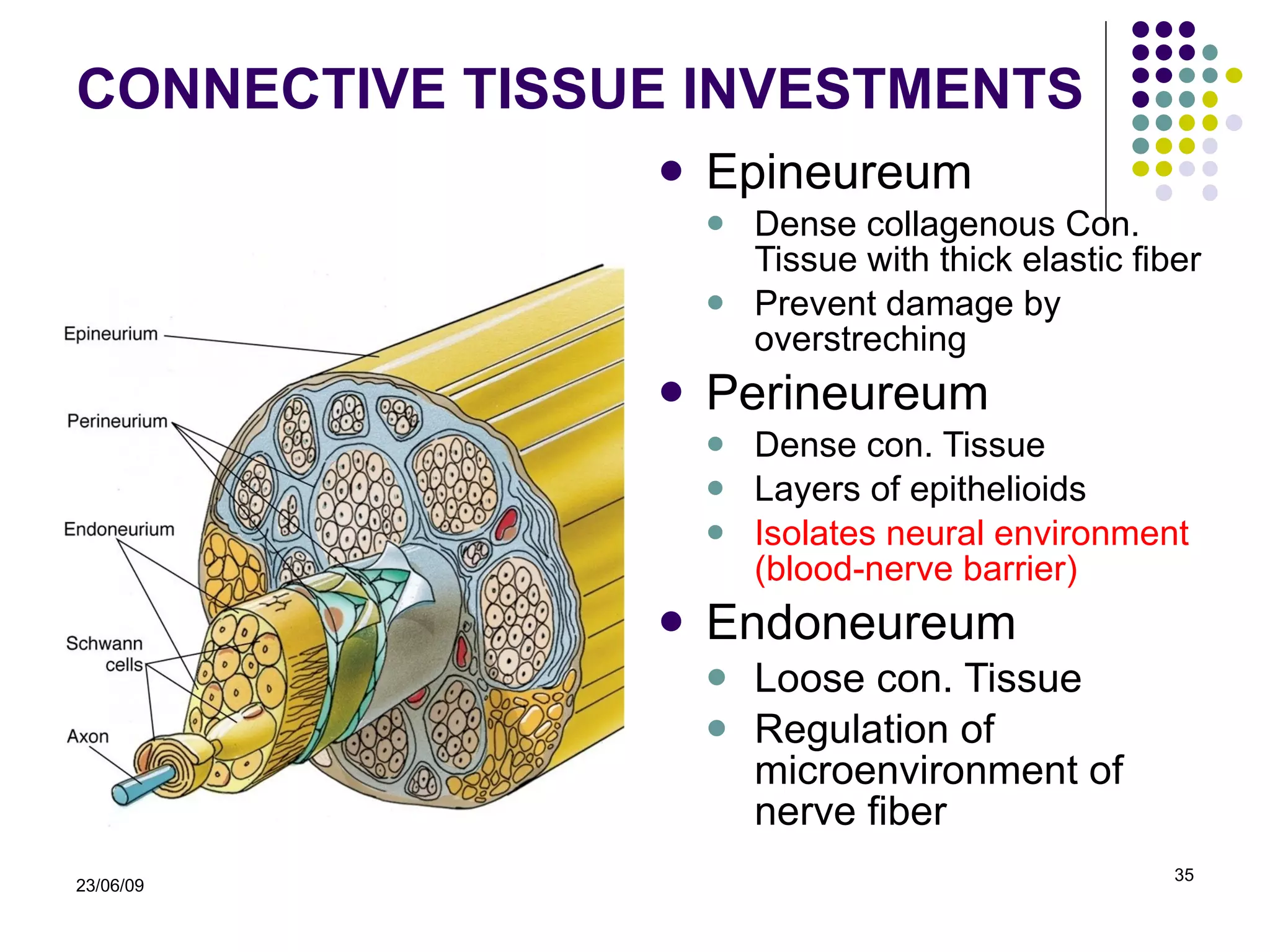 CONNECTIVE TISSUE INVESTMENTS Epineureum   Dense collagenous Con. Tissue with thick elastic fiber Prevent damage by overstreching Perineureum   Dense con. Tissue Layers of epithelioids Isolates neural environment (blood-nerve barrier) Endoneureum   Loose con. Tissue Regulation of microenvironment of nerve fiber 23/06/09 