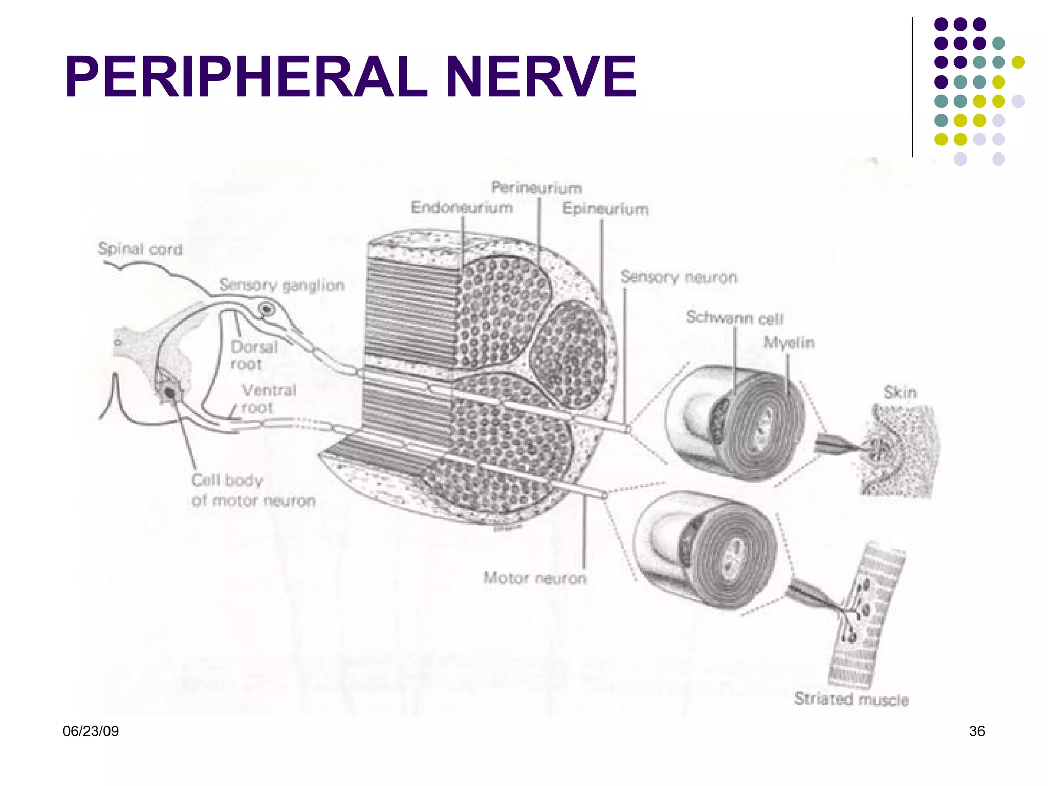 PERIPHERAL NERVE 06/23/09 