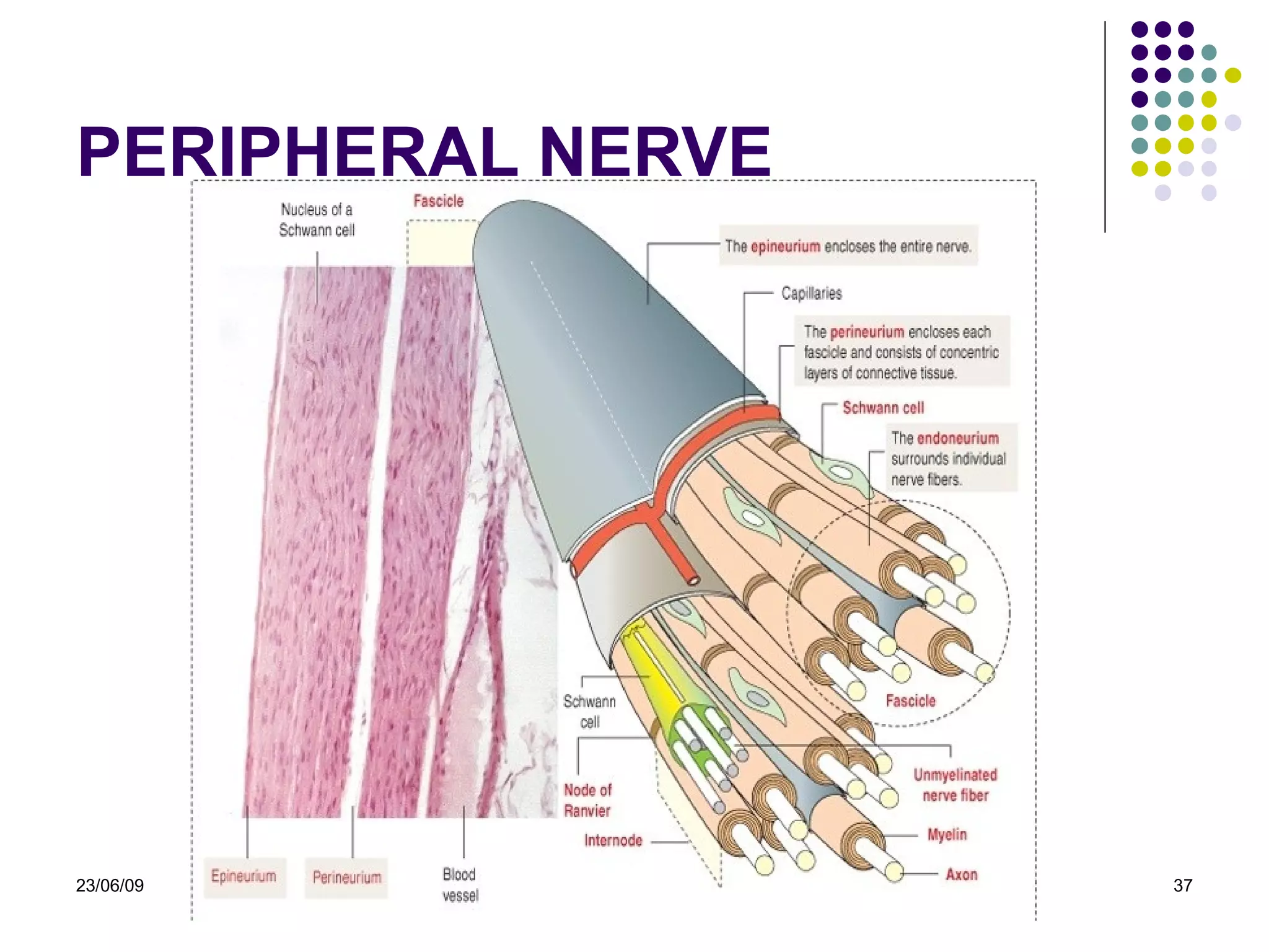 PERIPHERAL NERVE 23/06/09 