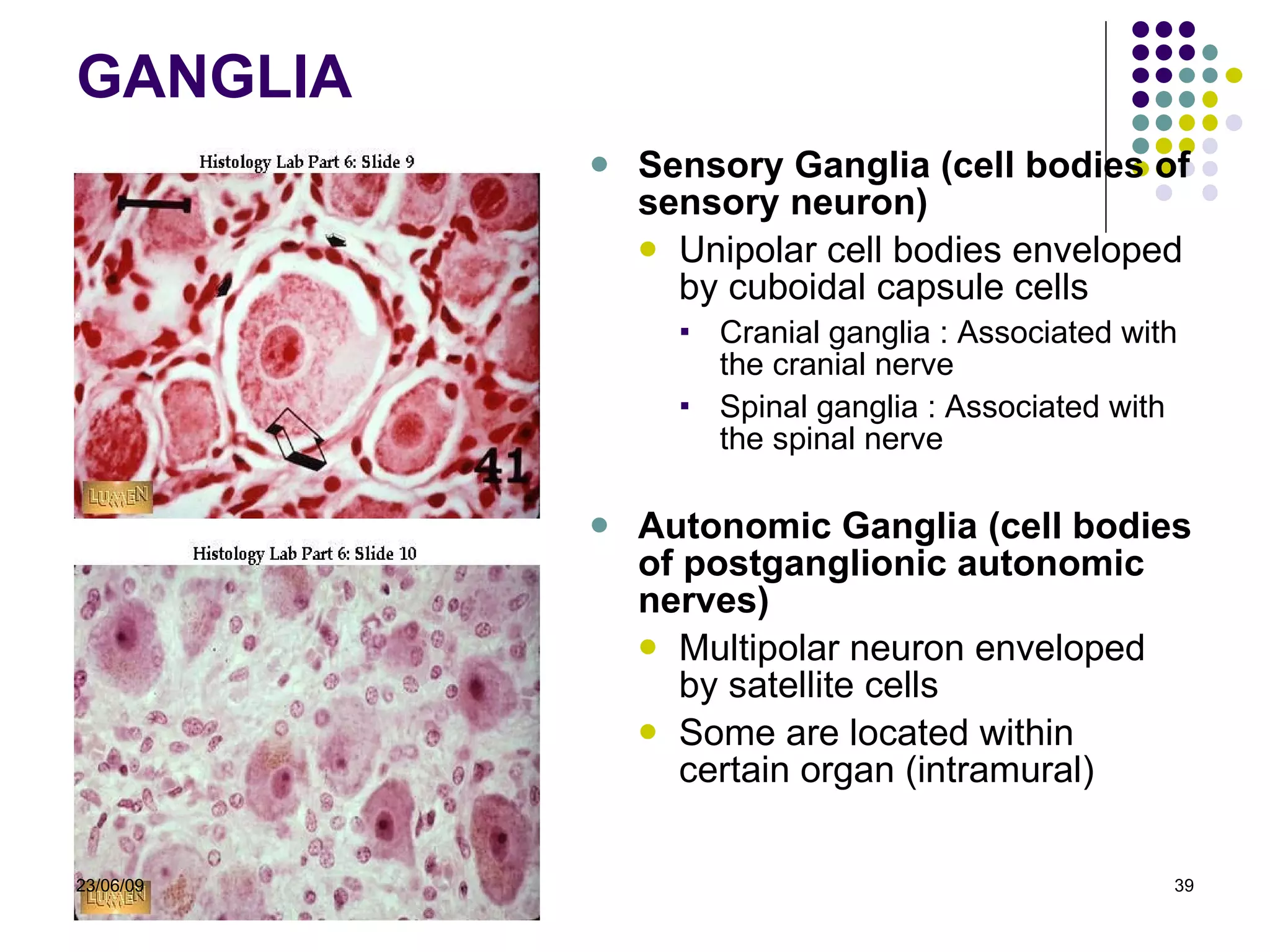 GANGLI A Sensory Ganglia (cell bodies of sensory neuron) Unipolar cell bodies enveloped by cuboidal capsule cells Cranial ganglia :  Associated with the cranial nerve Spinal ganglia :  Associated with the spinal nerve Autonomic Ganglia (cell bodies of postganglionic autonomic nerves) Multipolar neuron enveloped by satellite cells Some are located within certain organ (intramural)  23/06/09 