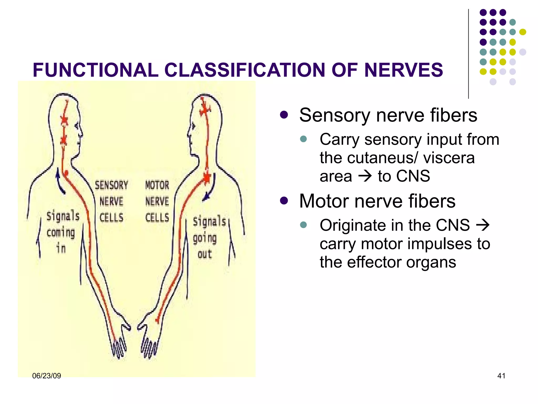 FUNCTIONAL CLASSIFICATION OF  NERVES Sensory nerve fibers Carry sensory input from the cutaneus/ viscera area    to CNS Motor nerve fibers Originate in the CNS    carry motor impulses to the effector organs 06/23/09 