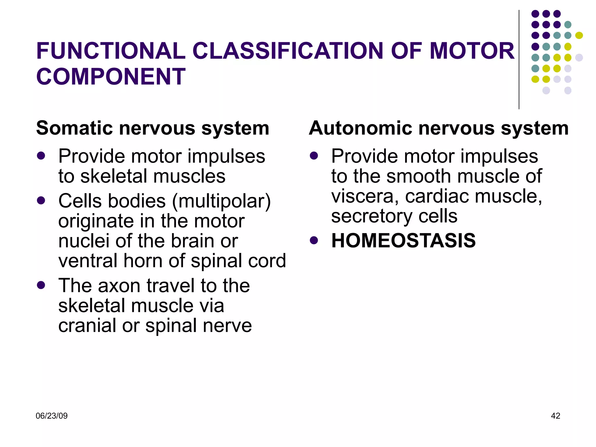 FUNCTIONAL CLASSIFICATION OF MOTOR COMPONENT Somatic nervous system Provide motor impulses to skeletal muscles Cells bodies (multipolar) originate in the motor nuclei of the brain or ventral horn of spinal cord The axon travel to the skeletal muscle via cranial or spinal nerve Autonomic nervous system  Provide motor impulses to the smooth muscle of viscera, cardiac muscle, secretory cells  HOMEOSTASIS 06/23/09 