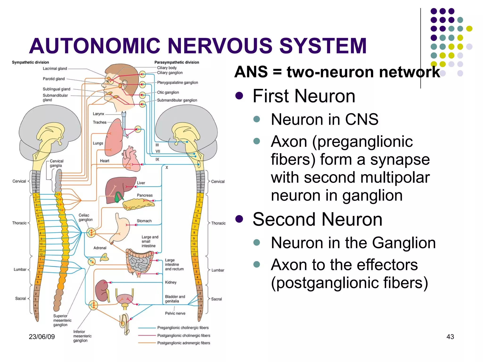 AUTONOMIC NERVOUS SYSTEM ANS = two-neuron network First Neuron  Neuron in CNS  Axon (preganglionic fibers) form a synapse with second multipolar neuron in ganglion Second Neuron Neuron in the Ganglion Axon to the effectors (postganglionic fibers) 23/06/09 