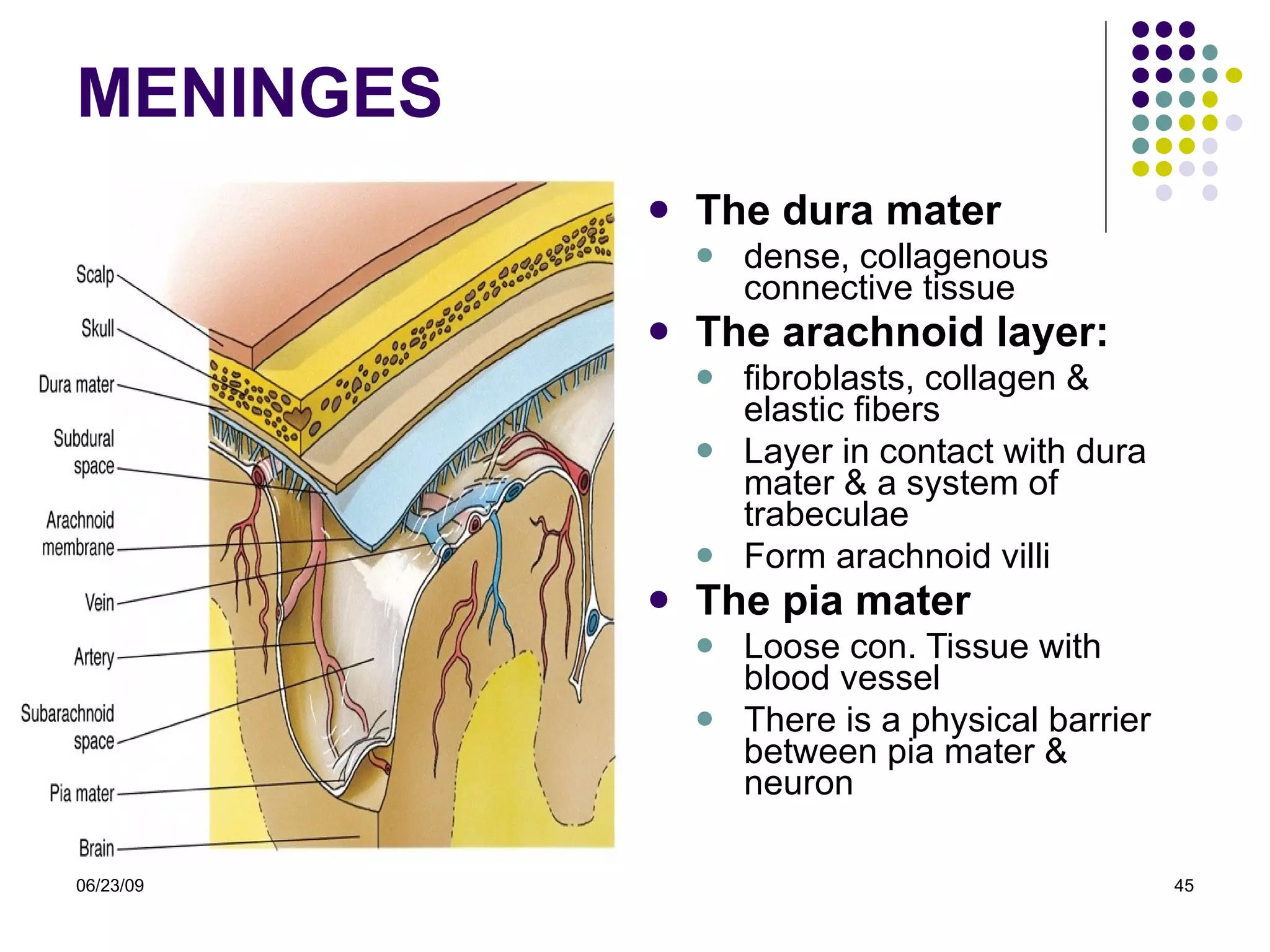 MENINGES The dura mater   dense, collagenous connective tissue The arachnoid layer : fibroblasts, collagen & elastic fibers Layer in contact with dura mater & a system of trabeculae Form arachnoid villi The pia mater Loose con. Tissue with blood vessel  There is a physical barrier between pia mater & neuron 06/23/09 