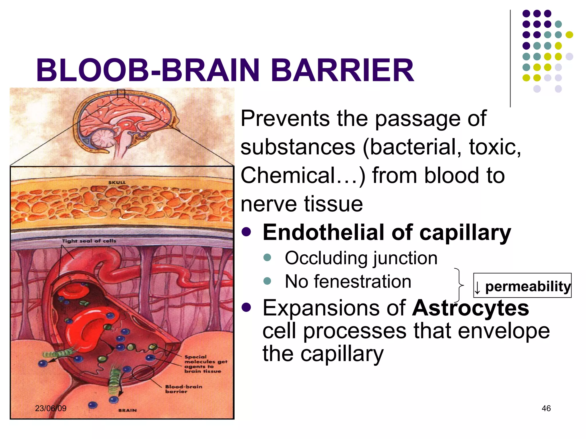 BLOOB-BRAIN BARRIER Prevents the passage of  substances (bacterial, toxic,  Chemical…) from blood to  nerve tissue Endothelial of capillary Occluding junction No fenestration Expansions of  Astrocytes  cell processes that envelope the capillary ↓  permeability 23/06/09 
