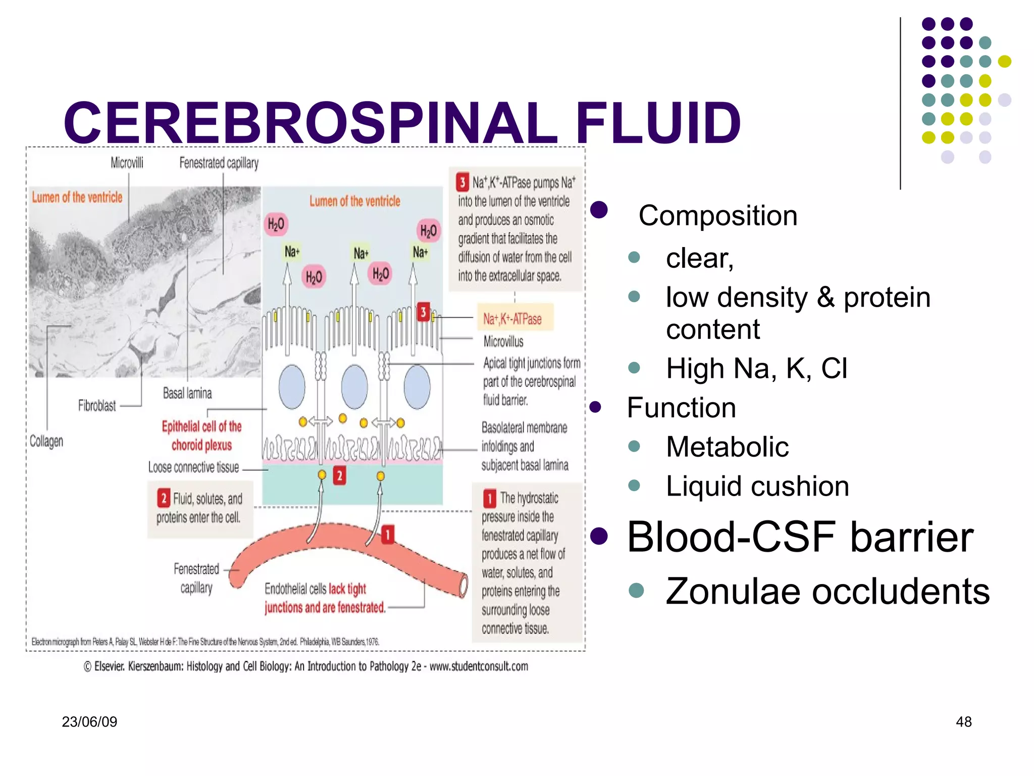 CEREBROSPINAL FLUID Composition  clear,  low density & protein content High Na, K, Cl Function Metabolic Liquid cushion Blood-CSF barrier Zonulae occludents 23/06/09 