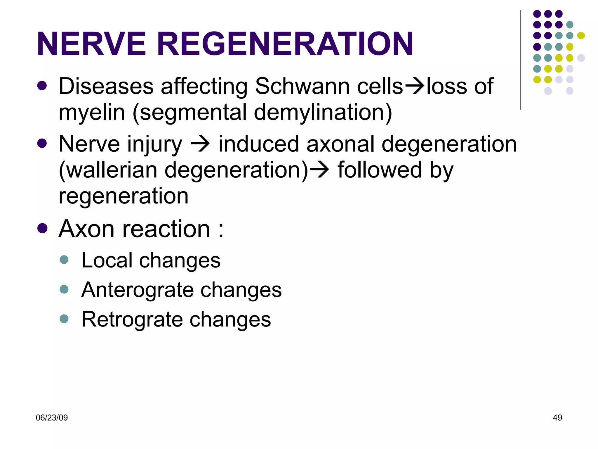 NERVE REGENERATION Diseases affecting Schwann cells  loss of myelin (segmental demylination) Nerve injury    induced axonal degeneration (wallerian degeneration)   followed by regeneration Axon reaction : Local changes Anterograte changes Retrograte changes 06/23/09 