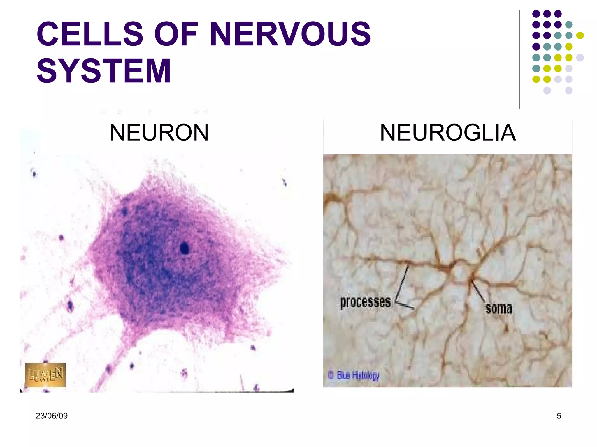 CELLS OF NERVOUS SYSTEM 23/06/09 NEURON NEUROGLIA 