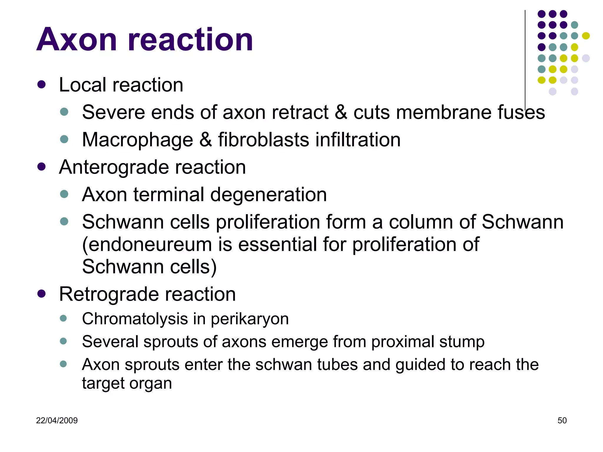 Axon reaction Local reaction Severe ends of axon retract & cuts membrane fuses Macrophage & fibroblasts infiltration Anterograde reaction Axon terminal degeneration Schwann cells proliferation form a column of Schwann  (endoneureum is essential for proliferation of Schwann cells) Retrograde reaction Chromatolysis in perikaryon Several sprouts of axons emerge from proximal stump Axon sprouts enter the schwan tubes and guided to reach the target organ 22/04/2009 