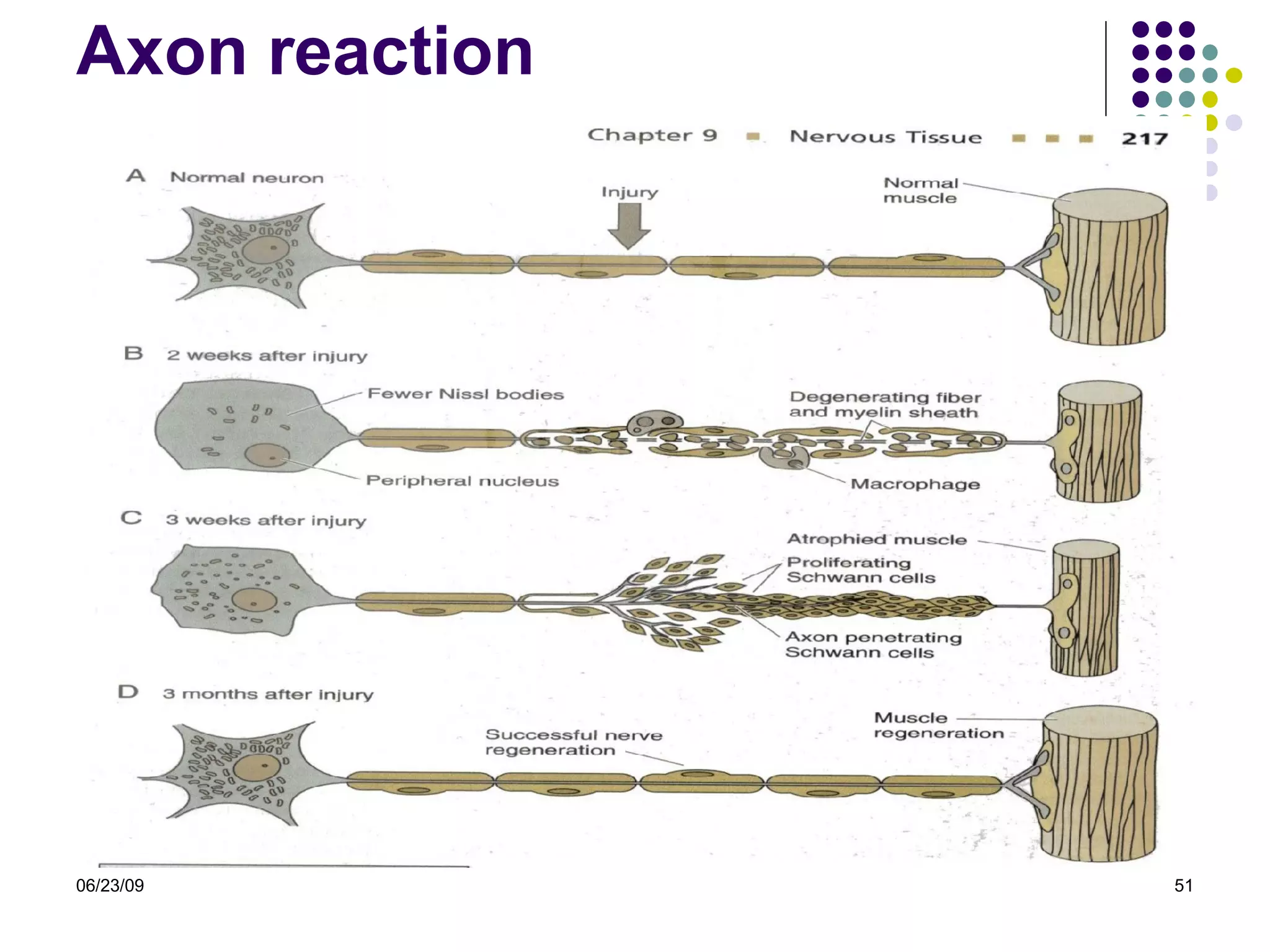 Axon reaction 06/23/09 
