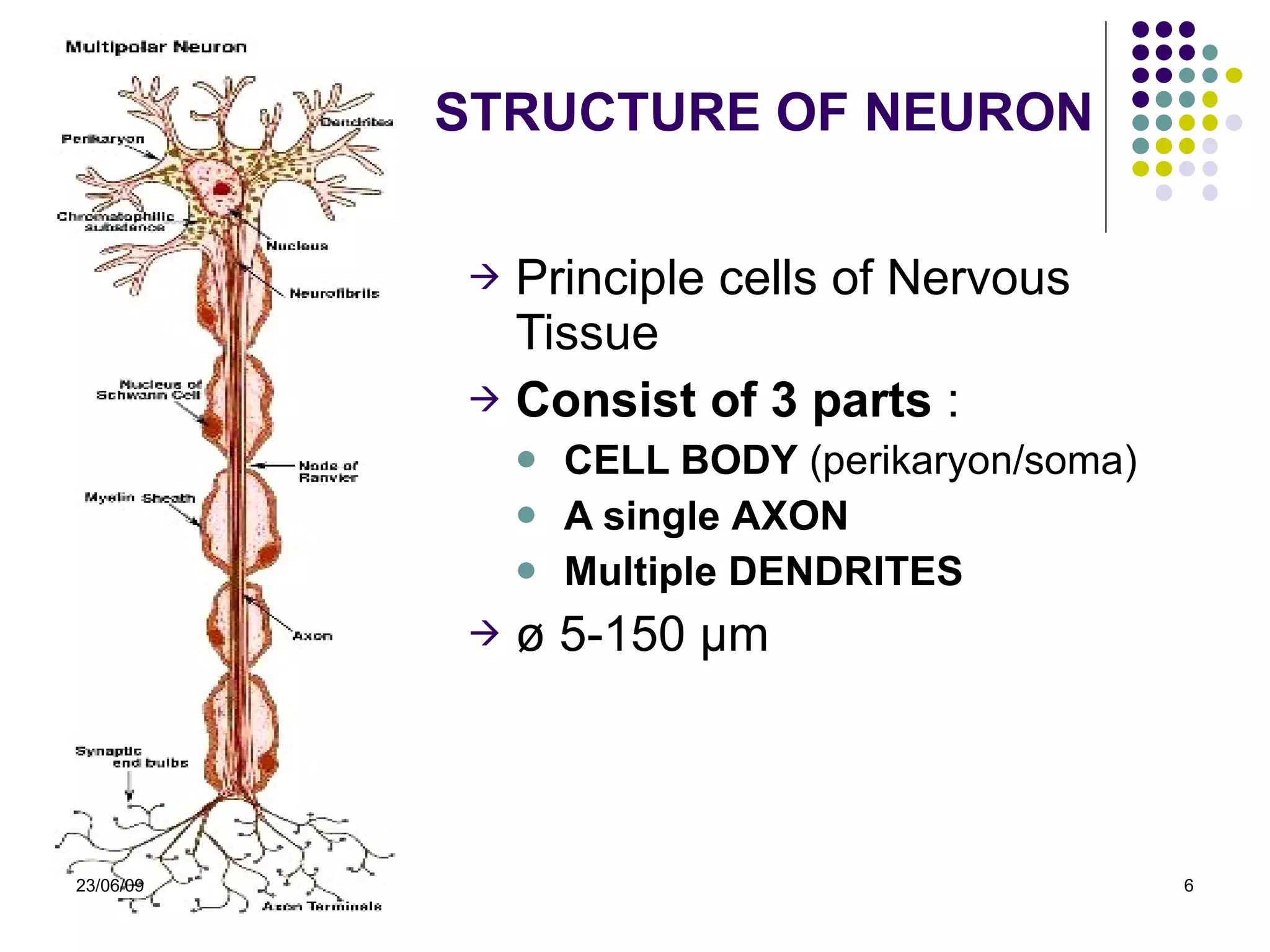 STRUCTURE OF  NEUR ON Principle cells of Nervous Tissue Consist of  3  parts  : CELL BODY  (perikaryon/soma) A single  AXON Multiple  DENDRITES ø  5-150  µm 23/06/09 