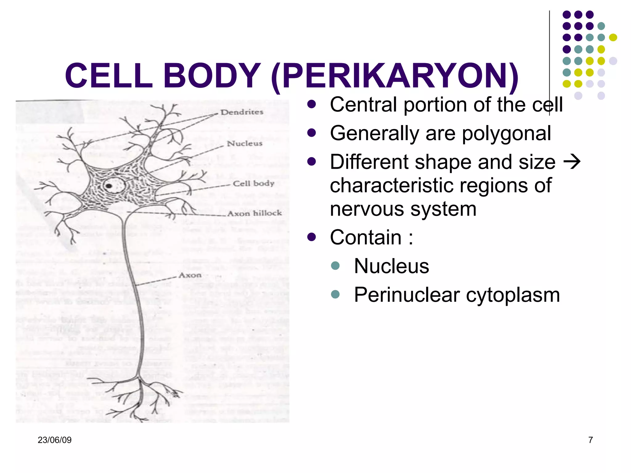 CELL BODY (PERIKARYON) Central portion of the cell Generally are polygonal Different shape and size    characteristic regions of nervous system Contain : Nucleus Perinuclear cytoplasm 23/06/09 